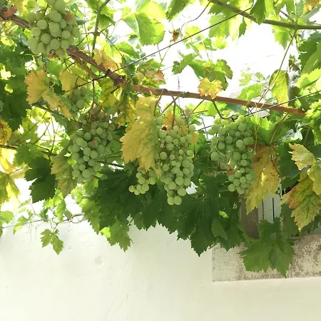 The Little Olive Quinta Holiday home *