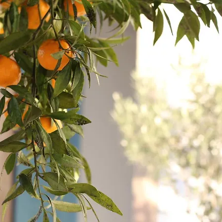 The Little Olive Quinta