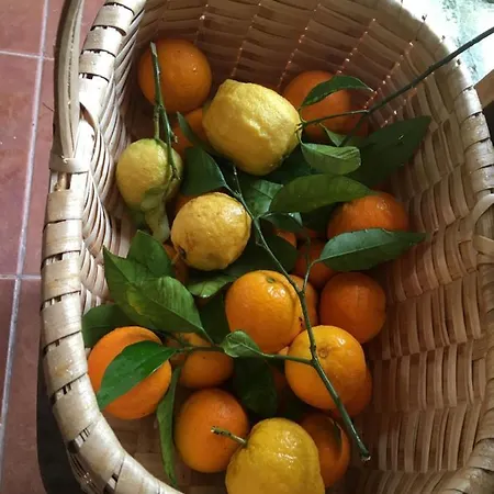 Σπίτι διακοπών The Little Olive Quinta *